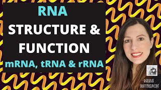 RNA Nucleic Acid Structure amp FunctionAlevel Do you know the differences between mRNA tRNA amprRNA [upl. by Roxanna]