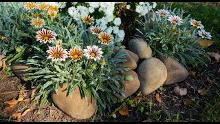 How To Grow Gazania Rigens  African Daisy [upl. by Taryne963]