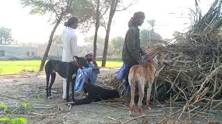 Soor ka shikar 2024  Best Hunting dogs 🐕  hogs dogs  Pig Shikar in Pakistan [upl. by Perpetua]