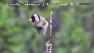 Cardellino Carduelis carduelis  PIANTE E ANIMALI D’EUROPA [upl. by Eeresed]