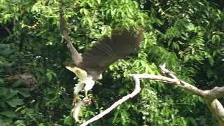 灰头鱼雕 Greyheaded Fish Eagle Caught Fish amp Loud Call [upl. by Ariella]