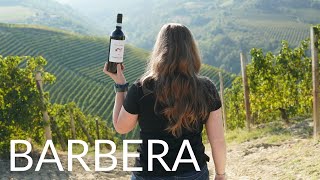 All About BARBERA [upl. by Jazmin958]