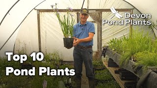 Top 10 Pond Plants [upl. by Lazaruk842]