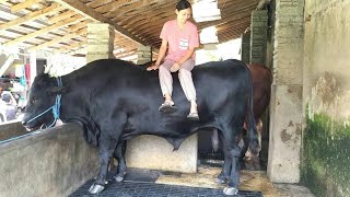 Sapi Hitam Super Besar  Sapi Jumbo Mutiara Hitam Mbak Ayu [upl. by Pen]