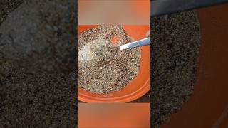 Organic home made fertilizer for flower plants terrace garden Sresta gardenmore blooms [upl. by Baum]