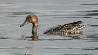 Northern Pintail Foraging [upl. by Walston]