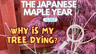 Japanese Maples Why is my tree dying amp what can I do [upl. by Popper]