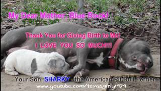 1st VIDEO EVER made of 4 week old Pit Bull SharkyNov 2005 quotHappy Mothers Dayquot to his MOM [upl. by Gaskin]