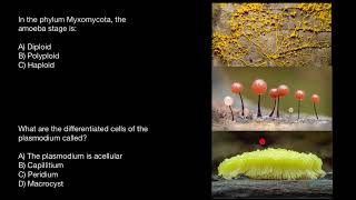 Myxomycota Slime mold life cycle [upl. by Remus]