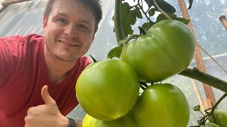 Grow More Tomatoes Comparing 3Gallon Pots to Coco Coir Slabs [upl. by Avera970]