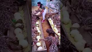 shorts agritools farming2024 agriculture JIKreactionagritools in farming 2024 [upl. by Sudnak]