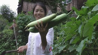 这种瓜爷爷种来只是拿来喂鱼，姑娘摘两个回家打汤，全家人都爱吃 [upl. by Intihw]