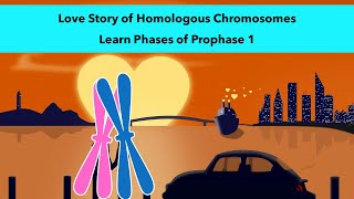 Stages of Prophase 1 of Meiosis with a visual mnemonic [upl. by Fabe]