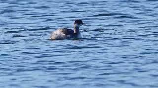 blacknecked grebe and others at longham lakes in Dorset on a sunny day 121124 birds wildlife [upl. by Gaidano420]