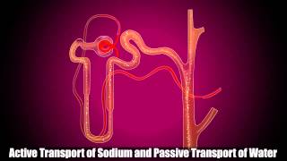 Reabsorption in Distal Convoluted Tubule [upl. by Whitebook]