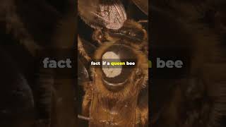 4 Amazing Facts About The Queen Bee facts bees shorts [upl. by Leugimesoj687]