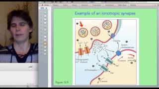 Ionotropic vs Metabotropic Synapses [upl. by Marys]