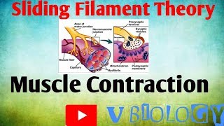 Sliding Filament Theory  Muscle Contraction  Vinay Biology  NEET  CBSE [upl. by Airtemed678]