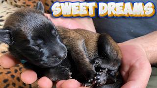 🟢 Bedtime SOUNDS of sleepy cute Malinois puppies [upl. by Erialc865]