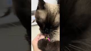 😺Daily Cat Adventures CuteCats FelineFun CatLovers fatcat cat funny shorts cats fyp love [upl. by Isborne]