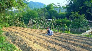 Destroy damaged corn fields plant more potatoes Ipomoea batatas [upl. by Ellison]