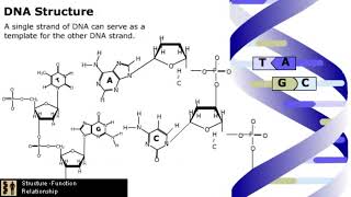 The Mechanism of DNA Replication [upl. by Mansur]