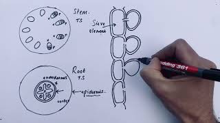 A Level Biology  Translocation in Phloem mass flow [upl. by Arayk613]