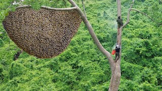 Primitive Technology Amazing Process Catch A Giant HoneyBee For Food On The Big Tree [upl. by Landre]