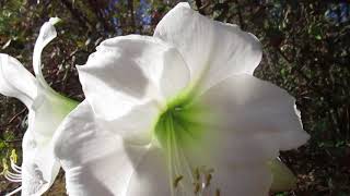 Wedding Dance amaryllis 002 [upl. by Anilam860]