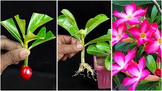 Simple Way To Grow Adenium Obesum Plant From Adenium Obesum Cutting With Grape  Adenium Propagation [upl. by Edik]