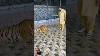 Aggeresive bengal tiger tiger animals lion zoo youtube [upl. by Patricia]