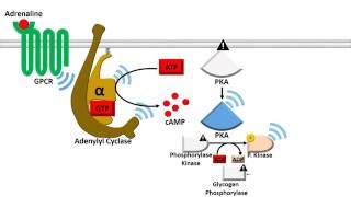 Adenylyl Cyclase Dependent Pathway  Fast Response [upl. by Nnyrat]