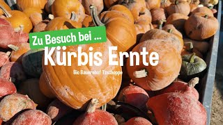 Kürbis Ernte in der Oberlausitz 🎃 Zu Besuch beim Bio Bauernhof Tzschoppe [upl. by Eruot]