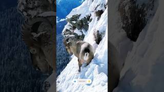 gilgit baltistan new update  ibex hunting snowfall subscribe ad snow shorts musicibexhunting [upl. by Rapsag]