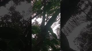 hornbill kalaw birdwatching freebirds ytshorts shortvideo [upl. by Kalil]