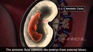 HCL Learning  Embryonic Development in Humans [upl. by Orat]