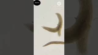 planaria flatworm Easy Mind Hindi short [upl. by Lantha]