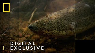 The African Lungfish  National Geographic UK [upl. by Irep]