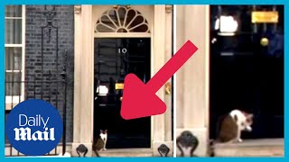 Larry the Cat refuses to enter 10 Downing Street as Boris Johnson Cabinet resignation pile up [upl. by Pansy]