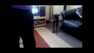 Bella the Lurcher learning to walk backwards just because [upl. by Inge271]