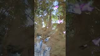 Reflejo 167 canta la calandria nature imagination love beautiful bird [upl. by Marilin392]