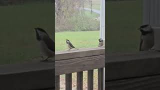 Carolina Chickadee birds nature [upl. by Ahsotal]