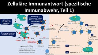 Zelluläre Immunantwort spezifische Immunabwehr Teil 1  Biologie Oberstufe [upl. by Aihcrop223]