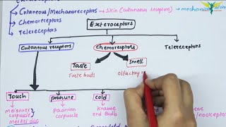 Receptors and Exteroceptors  Physiology  Types  Fibers  properties  Part  13 [upl. by Eliott]