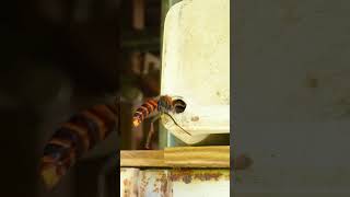 Giant Hornet Invades Paper Wasp Nest Inside a Plastic Container [upl. by Redd]