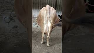 SKK COW SALE DAIRY FARM POLLACHI PURE JERCY 6369449560 [upl. by Leirej221]