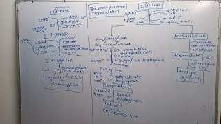 acetoneButanol fermentation pathway [upl. by Anul]