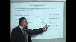 Lecture 39 Amino acids Peptides and Proteines [upl. by Llertnauq]