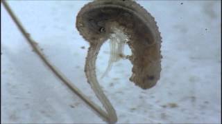 Rat Tailed Maggot with Parasite [upl. by Hedwig]