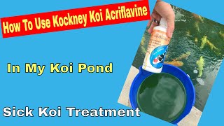 How To Use Kockney Koi Acriflavine In My Koi Pond  Sick Koi Treatment [upl. by Idolah]